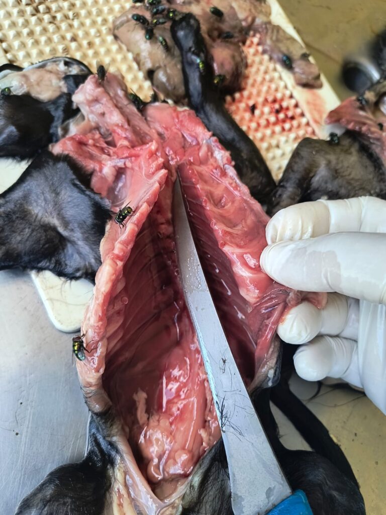 Necropsia de cão com 5 costelas fraturadas por maus tratos 